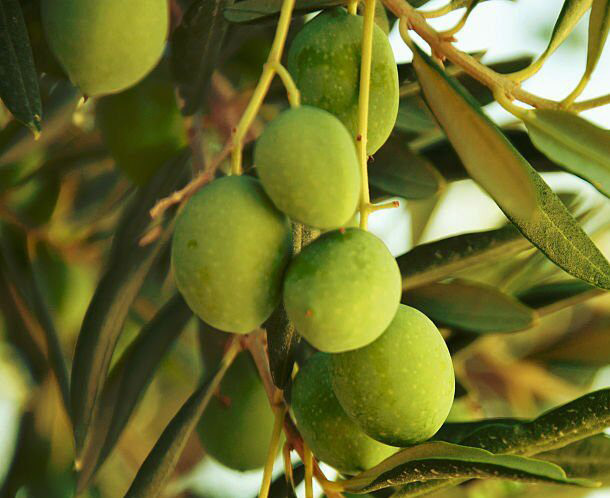 Olives on olive tree in autumn. Season nature image